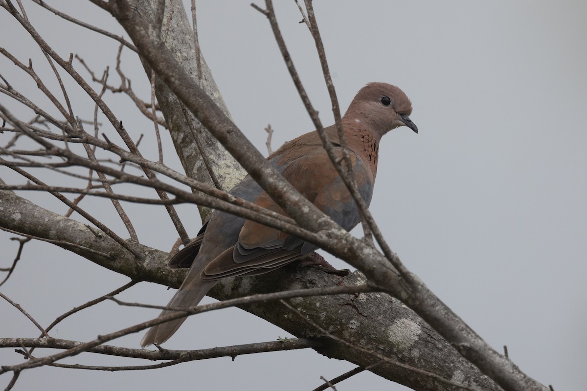 Laughing Dove - ML613035991