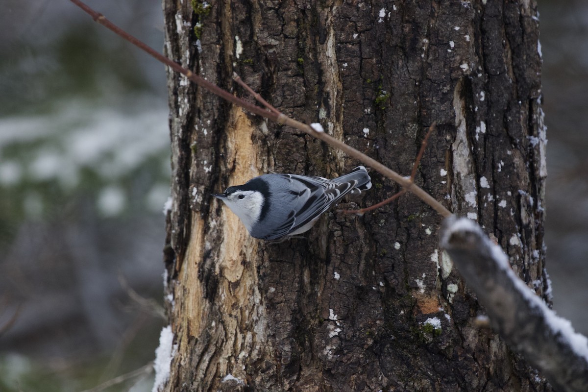 White-breasted Nuthatch - ML613036037