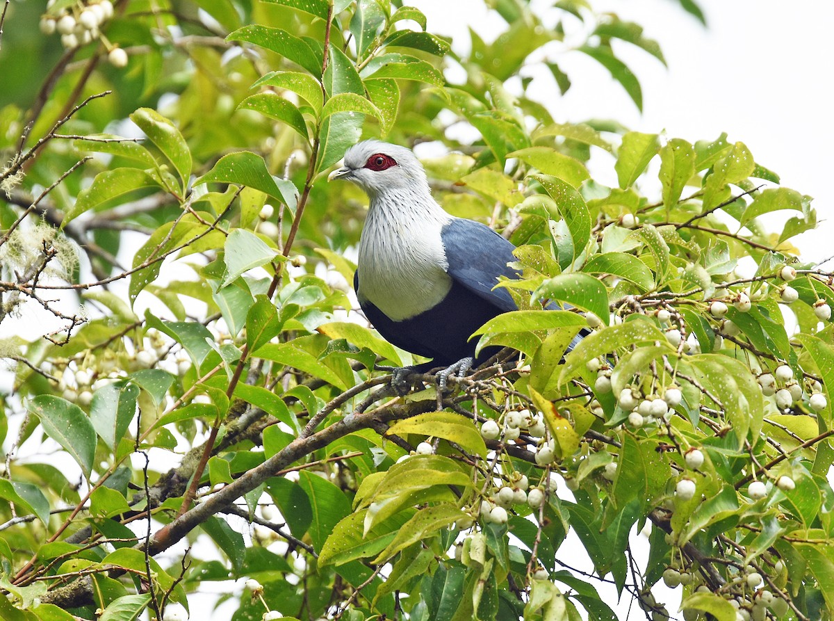 Comoro Blue-Pigeon - ML613036336