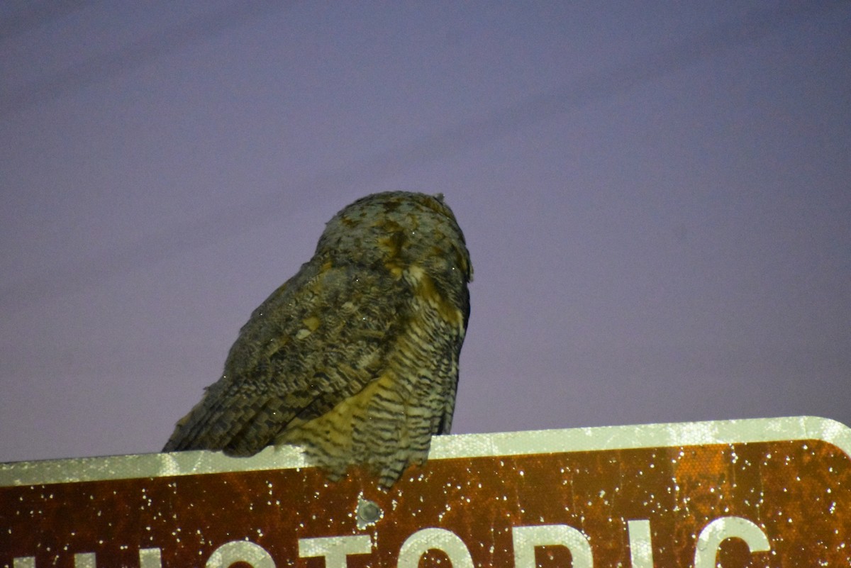 Great Horned Owl - ML613036705