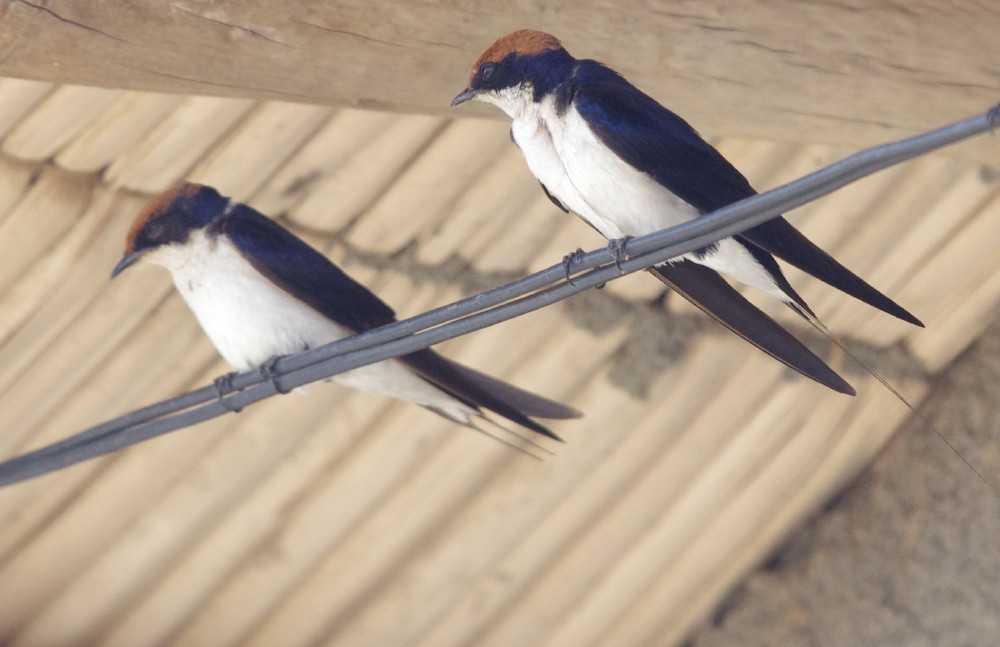 Wire-tailed Swallow - ML613037456