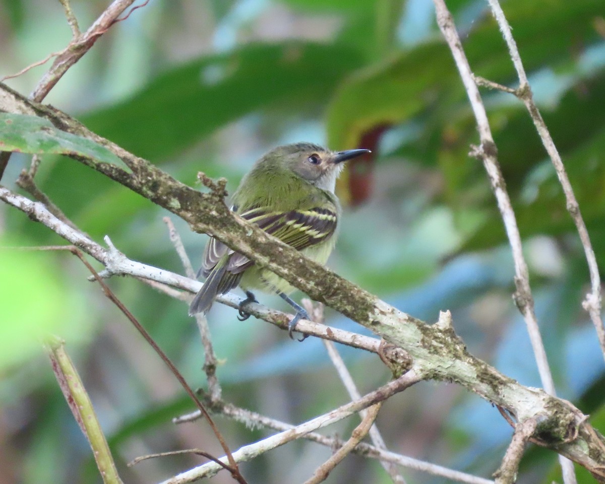 Smoky-fronted Tody-Flycatcher - ML613037461