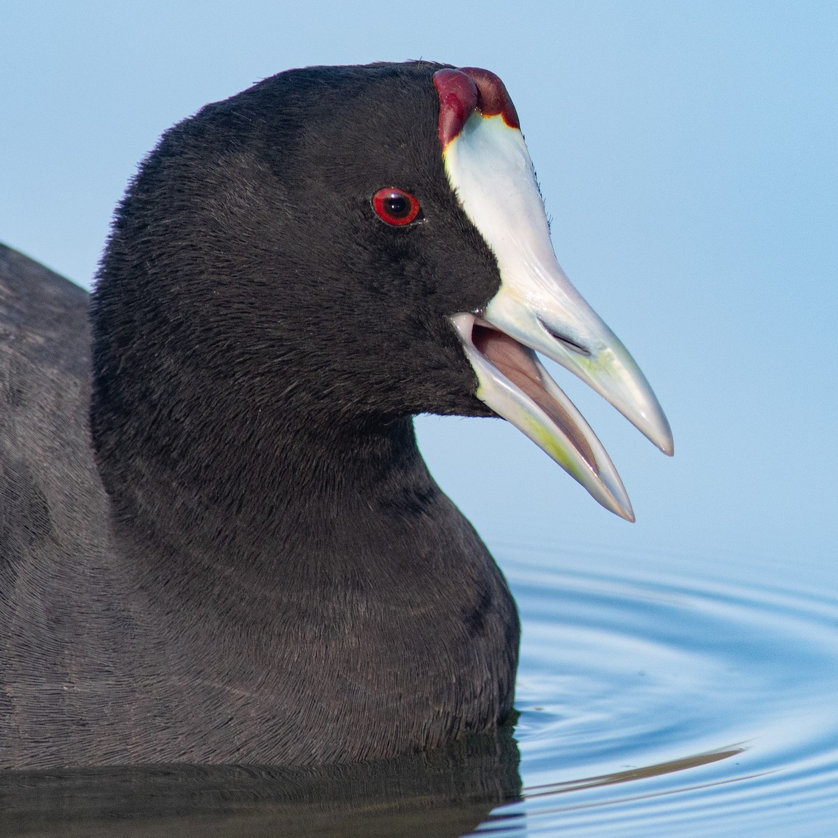 Red-knobbed Coot - ML613037467