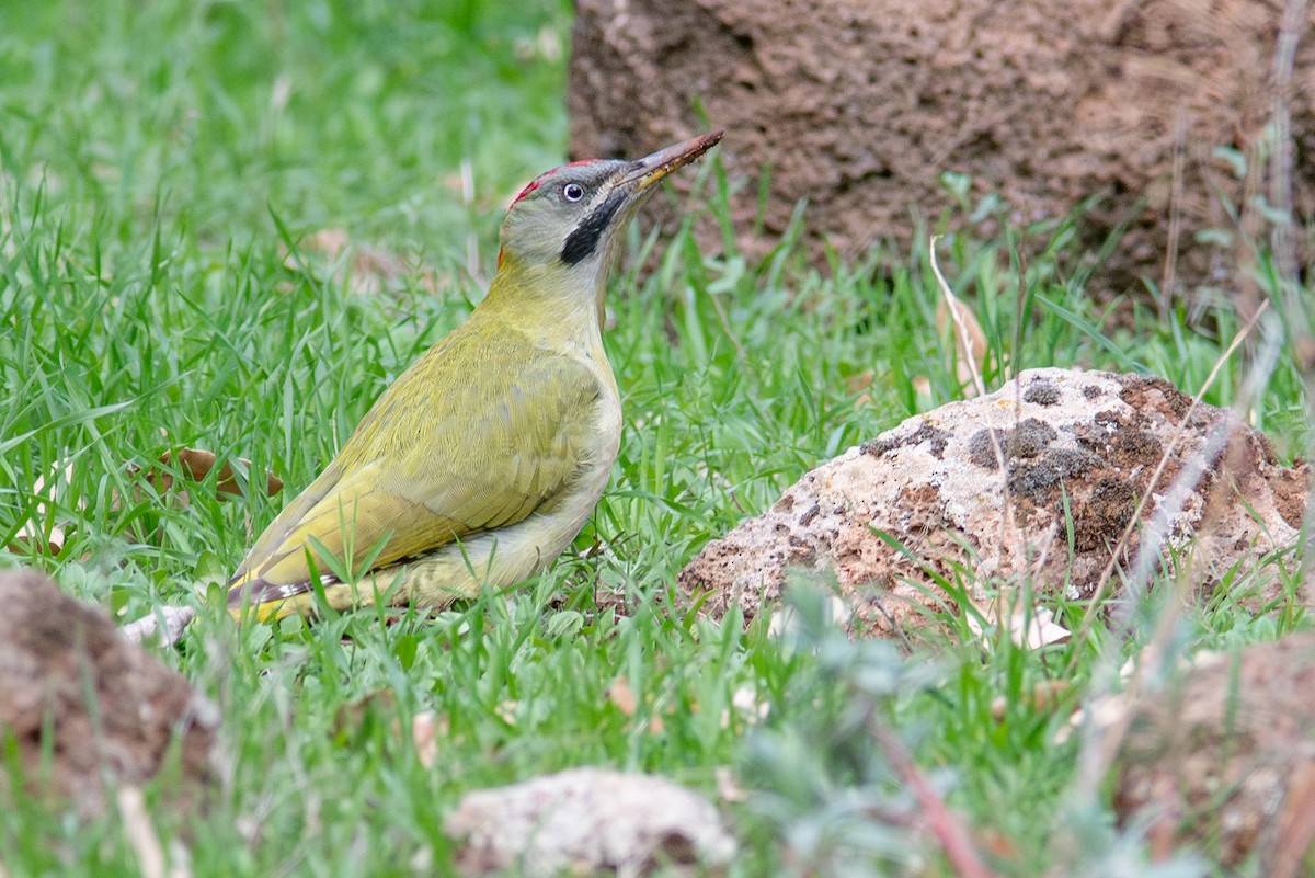 Levaillant's Woodpecker - Daniel Field