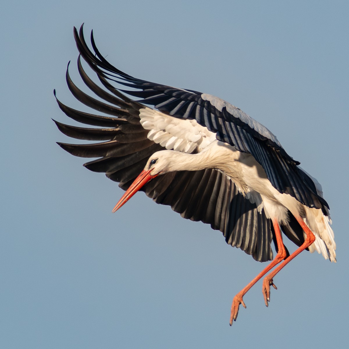 White Stork - Daniel Field