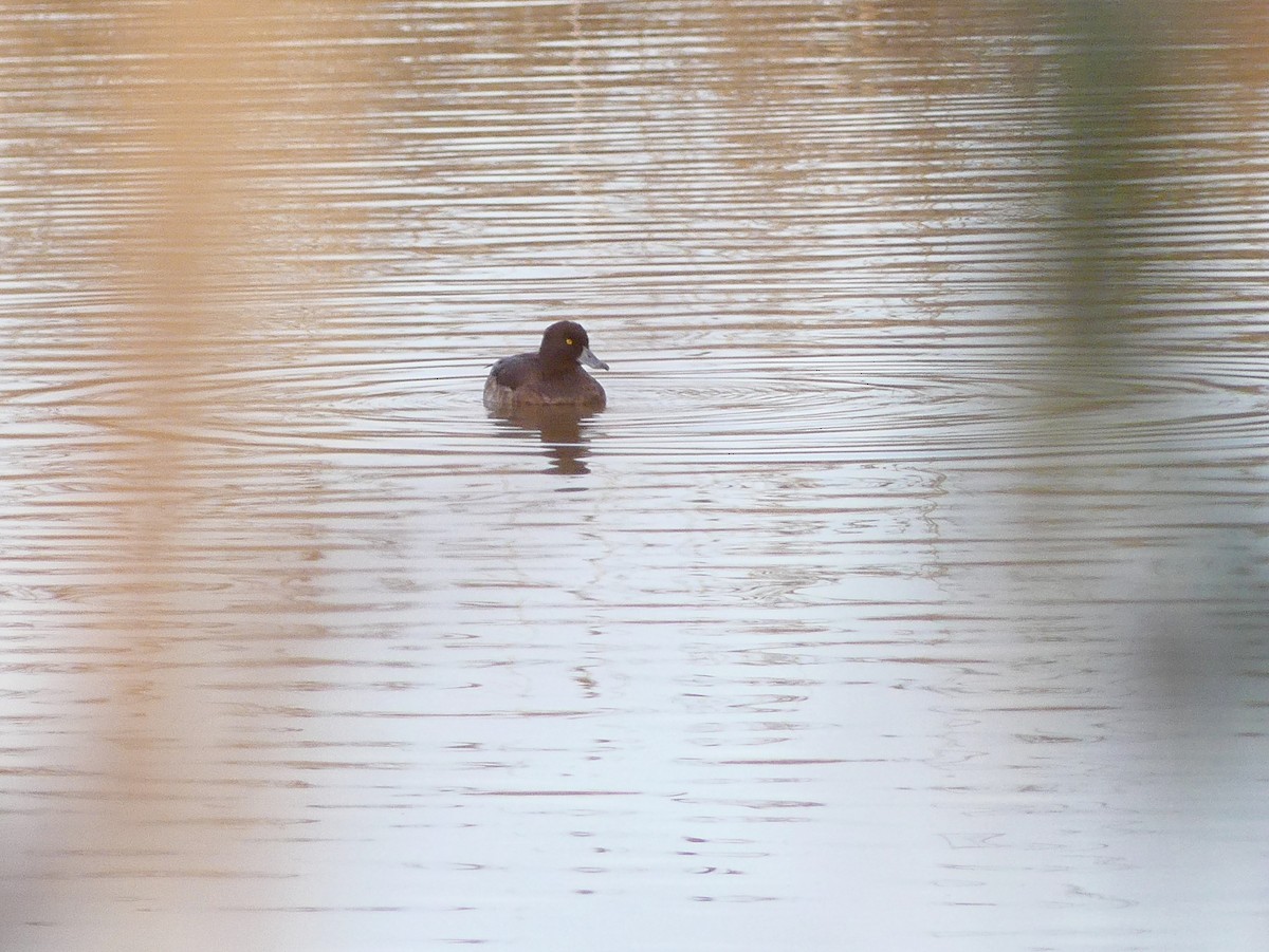 Tufted Duck - ML613037558