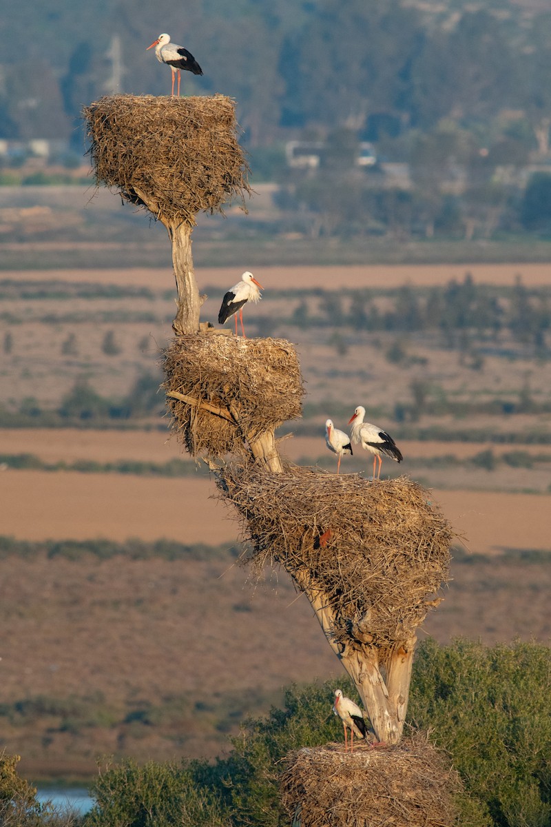 White Stork - Daniel Field