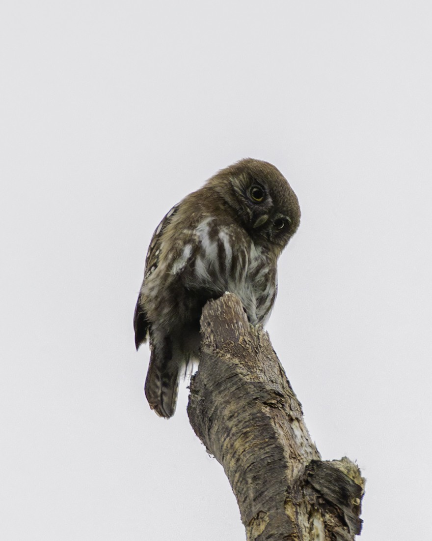 Austral Pygmy-Owl - Thomas Kallmeyer