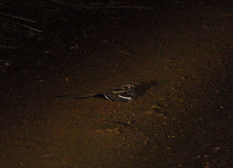 Long-tailed Nightjar - ML613037877