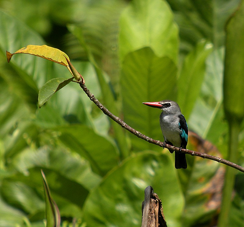 Woodland Kingfisher - Martin  Flack