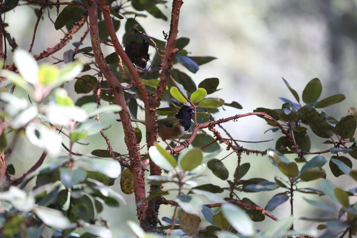 Spotted Towhee (Olive-backed) - ML613037988