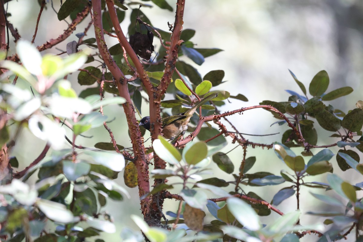 Spotted Towhee (Olive-backed) - ML613038011