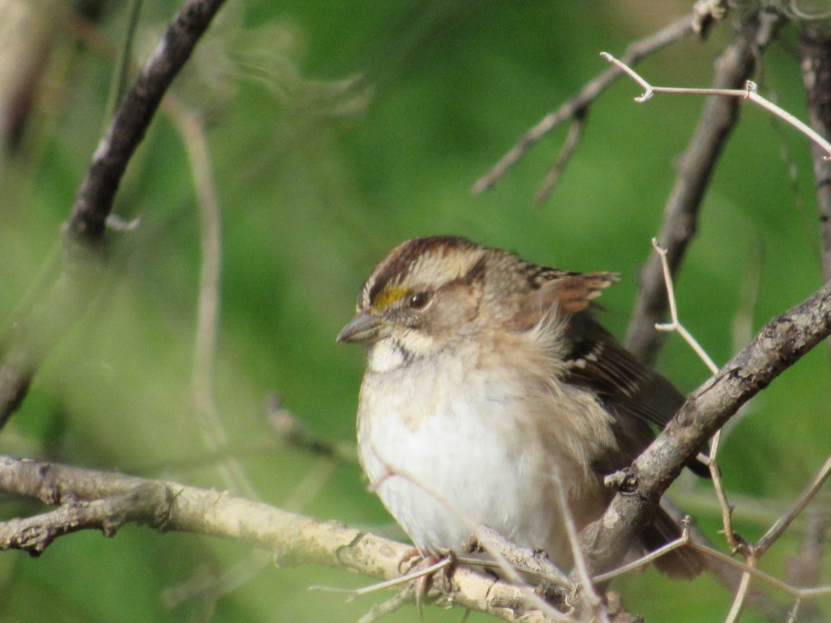 White-throated Sparrow - ML613038125