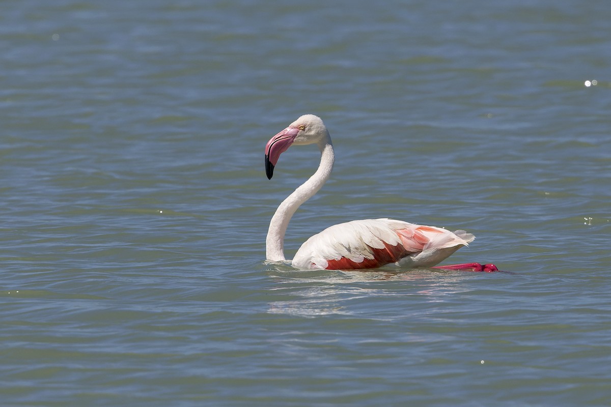 Greater Flamingo - ML613038449
