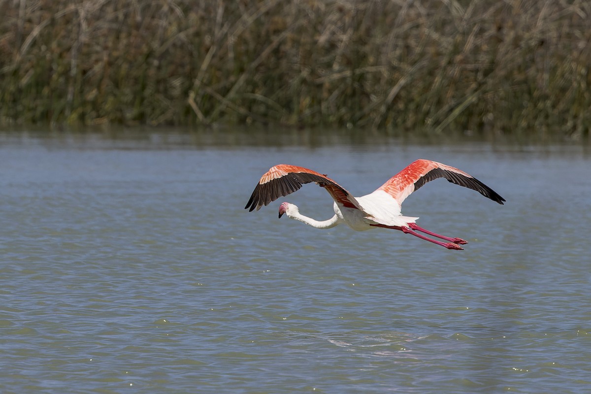 Greater Flamingo - ML613038451