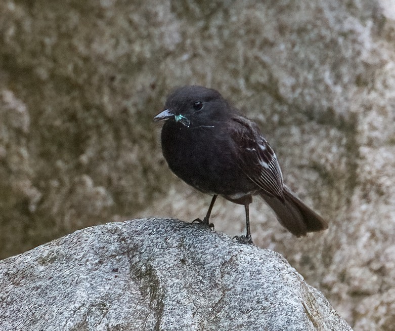 Black Antbird - José Martín