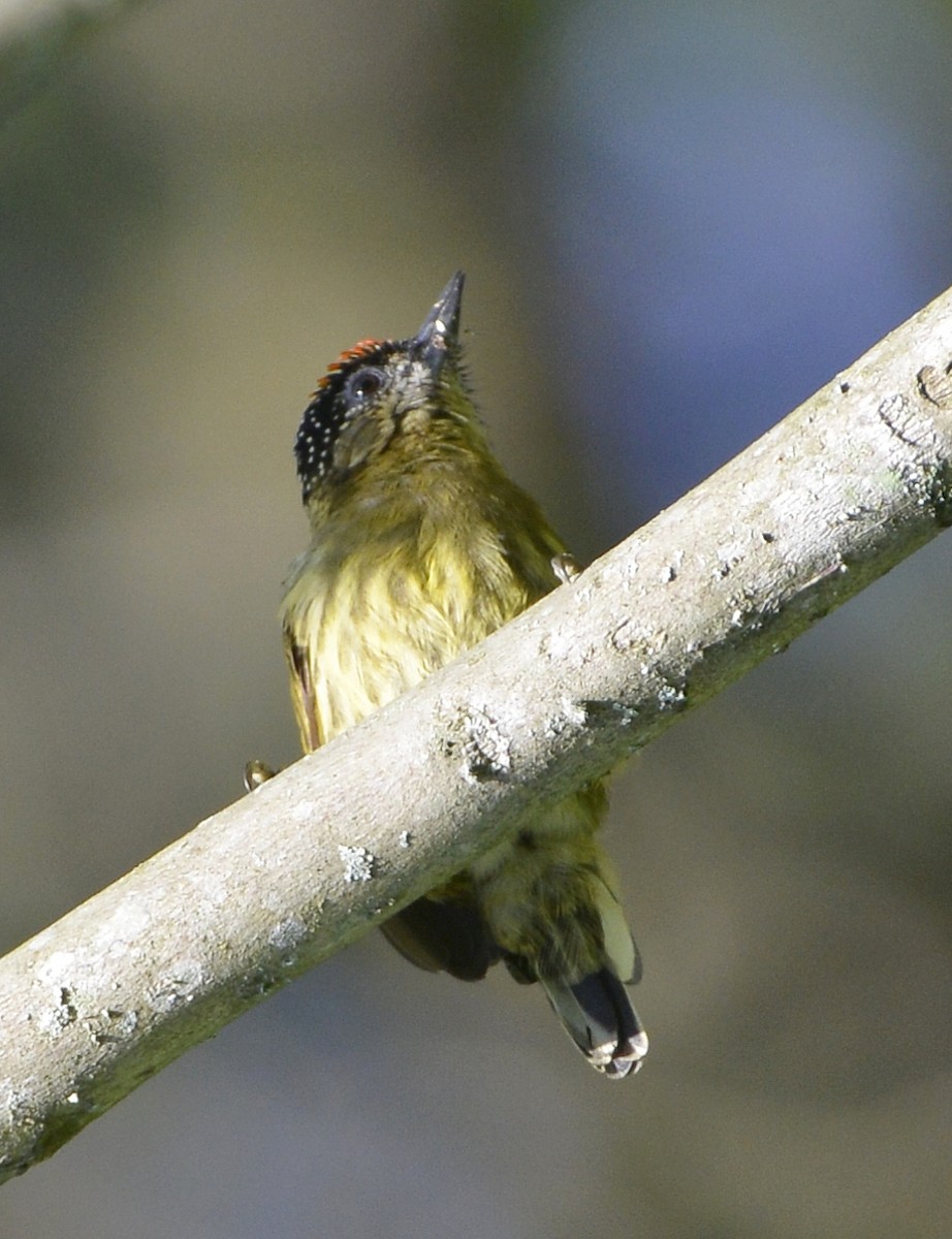 Olivaceous Piculet - ML613038629