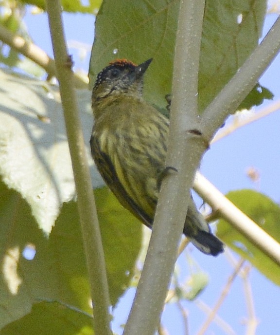 Olivaceous Piculet - ML613038672