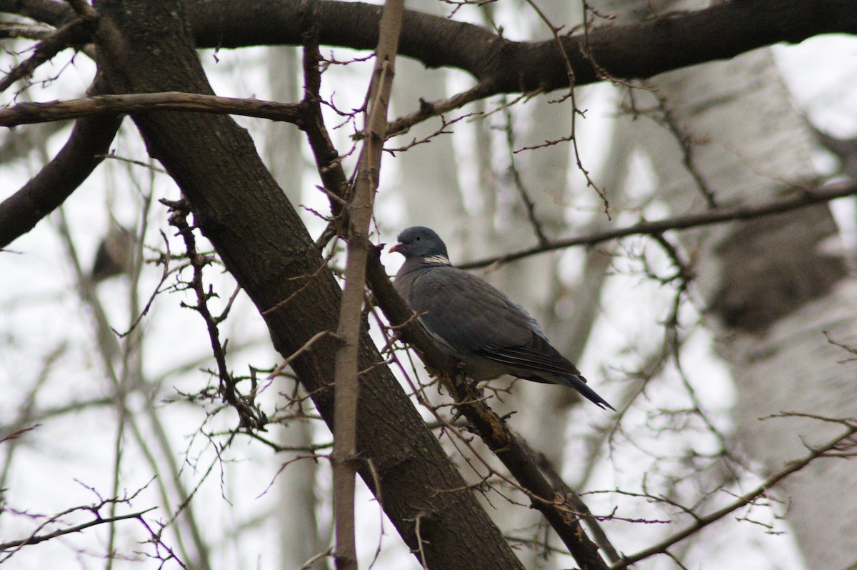 Common Wood-Pigeon - ML613038856