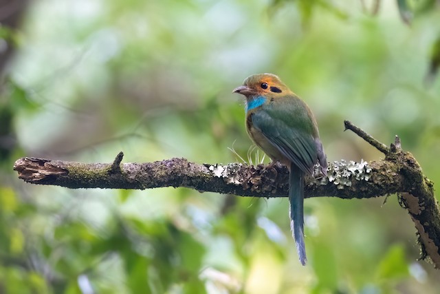 Blue-throated Motmot