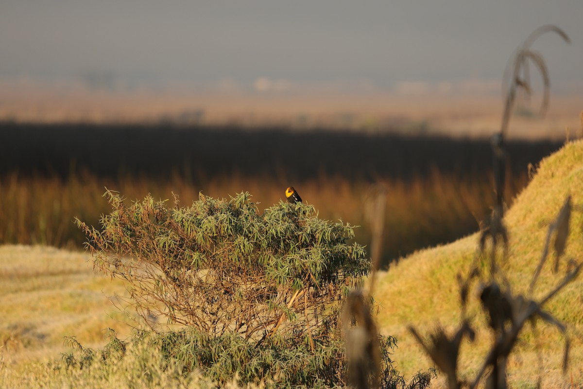 Yellow-headed Blackbird - ML613039270