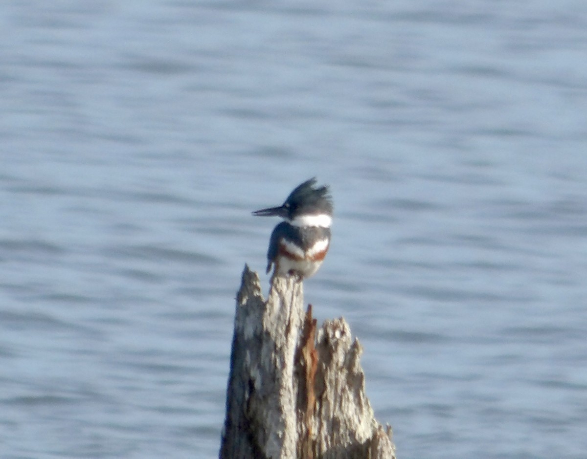 Belted Kingfisher - ML613039432