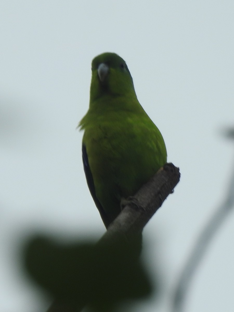 Cobalt-rumped Parrotlet - ML613039460