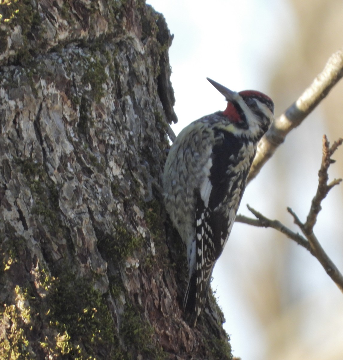 Yellow-bellied Sapsucker - Lawrence Zoller
