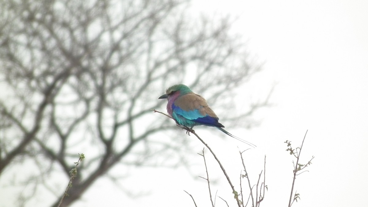 Lilac-breasted Roller - ML613039614