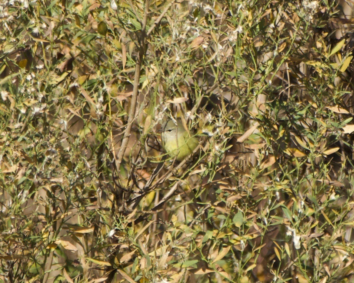 Orange-crowned Warbler - Colby Baker