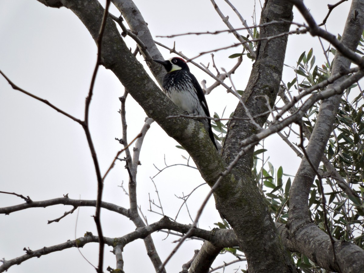 Acorn Woodpecker - ML613039636