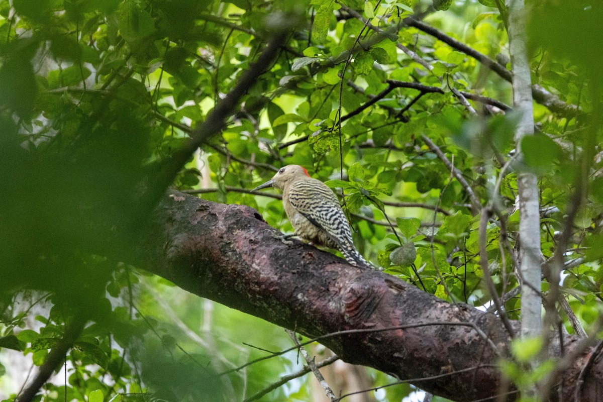 West Indian Woodpecker - ML613039801
