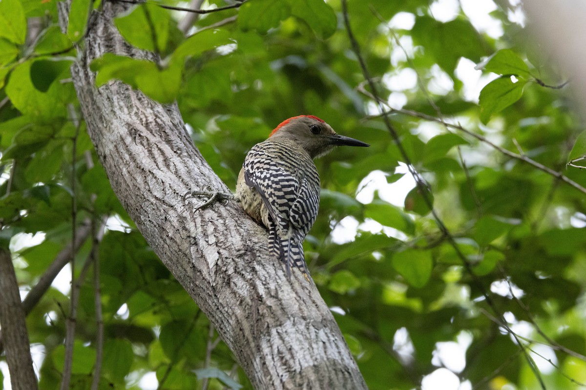 West Indian Woodpecker - ML613039828