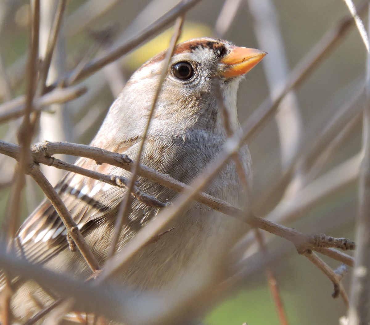 White-crowned Sparrow - Lydia Curtis