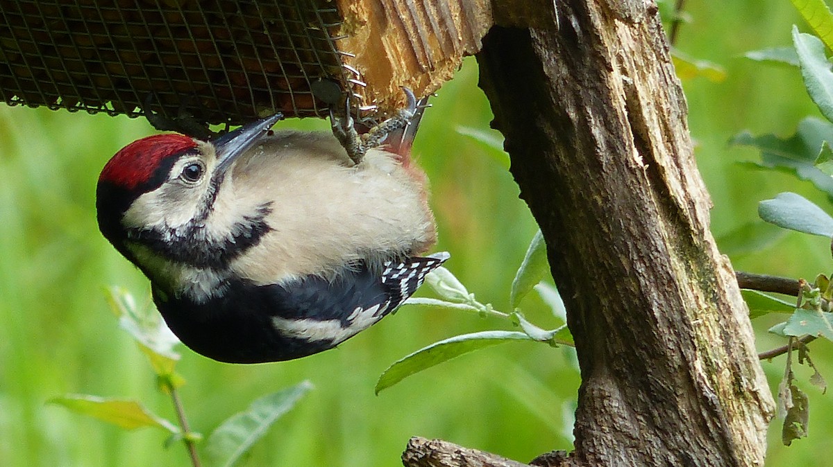 Great Spotted Woodpecker - ML613040261