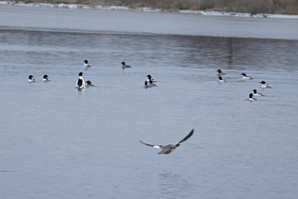 EBird Checklist 3 Jan 2024 Arcadia Wildlife Sanctuary Meadows   1200