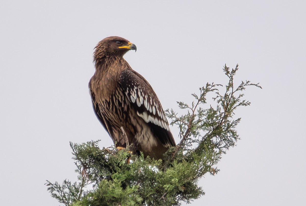 Greater Spotted Eagle - ML613040564
