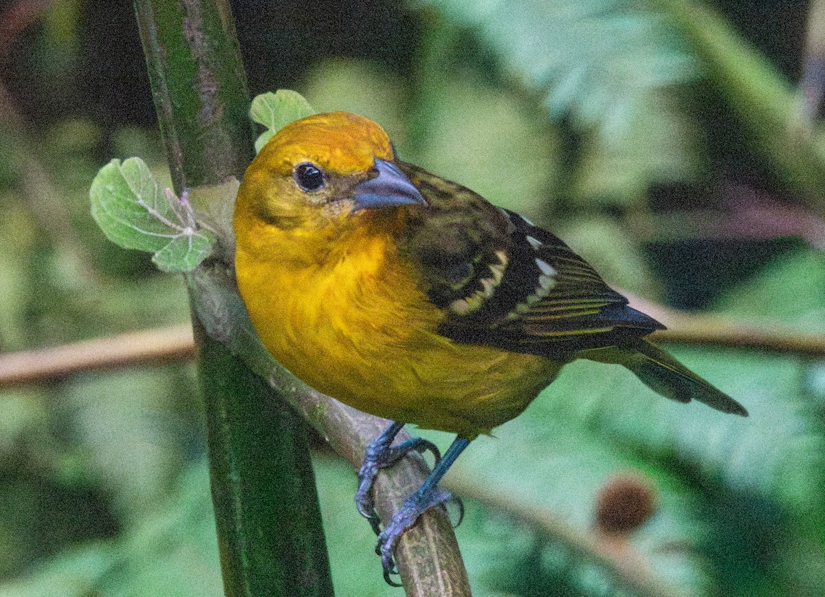 Flame-colored Tanager - ML613040687