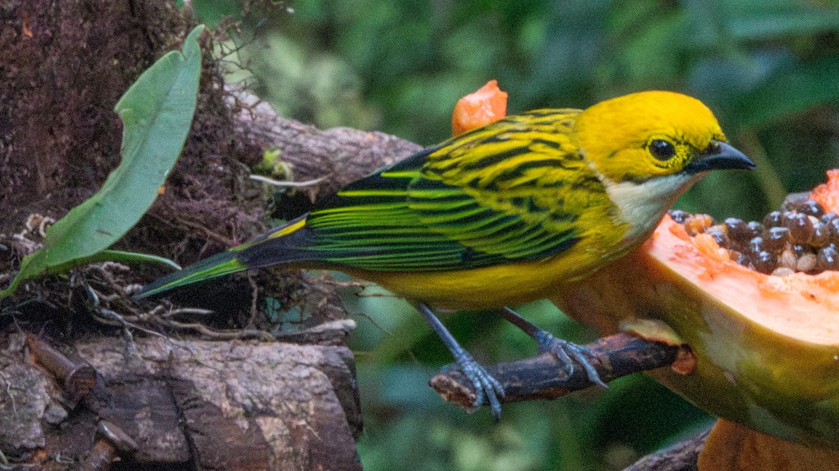 Silver-throated Tanager - ML613040700