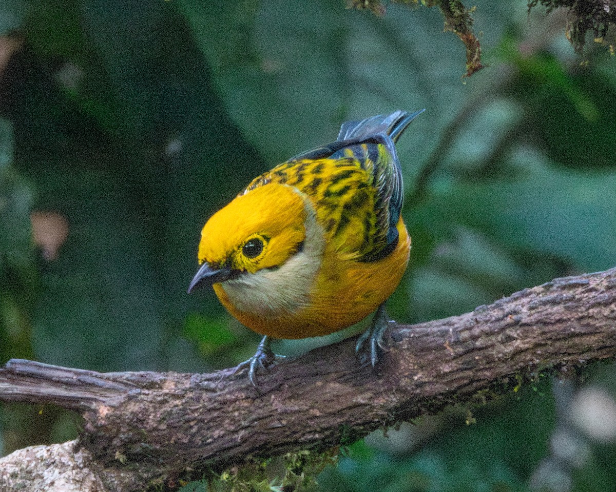 Silver-throated Tanager - ML613040704