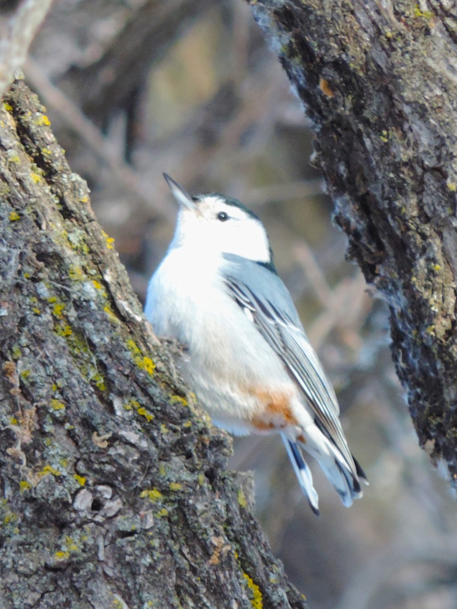 White-breasted Nuthatch - ML613040729