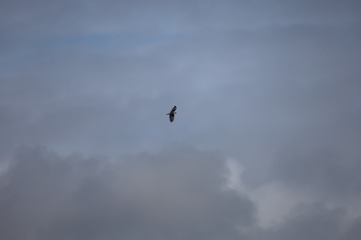 Black-winged Kite - ML613040857