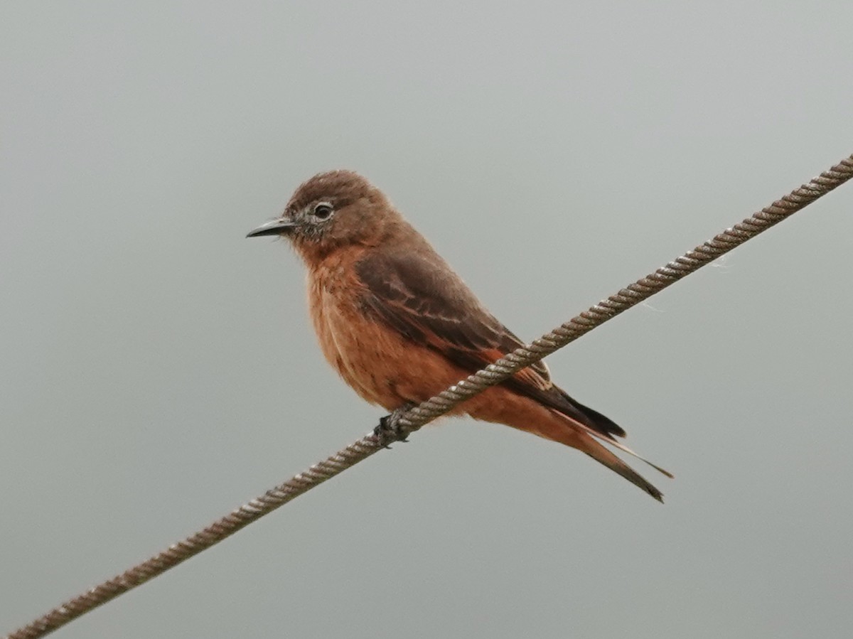 Cliff Flycatcher (Swallow) - Barry Reed