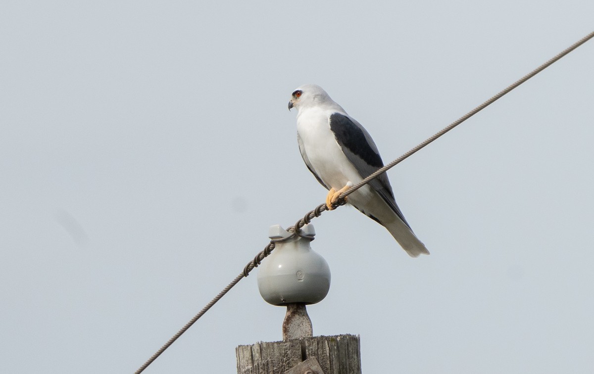 White-tailed Kite - ML613041459