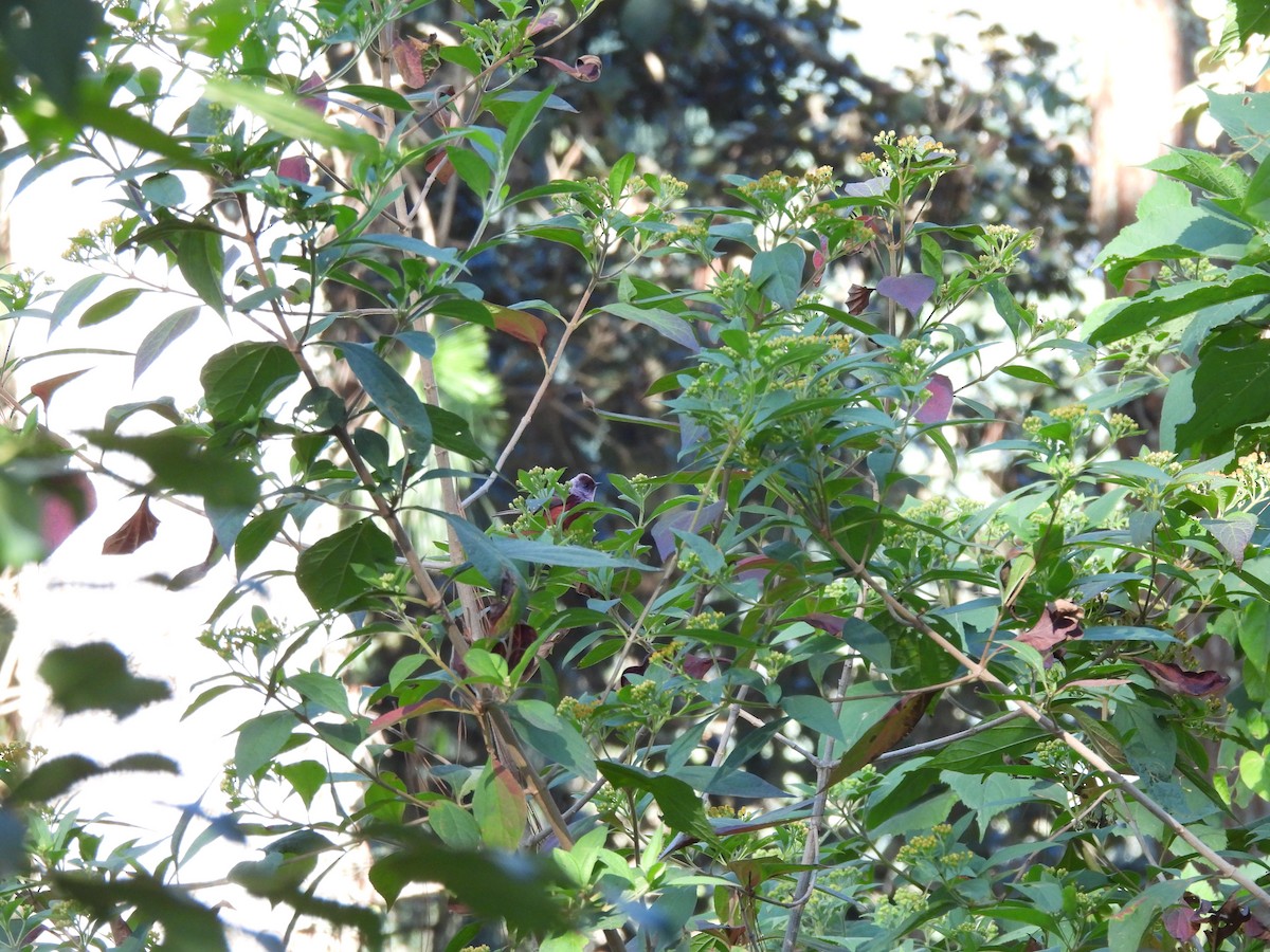 Pink-headed Warbler - Bosco Greenhead