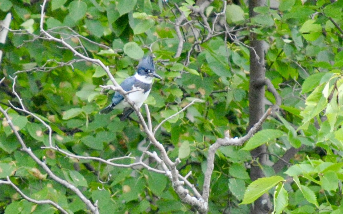 Belted Kingfisher - ML613041725