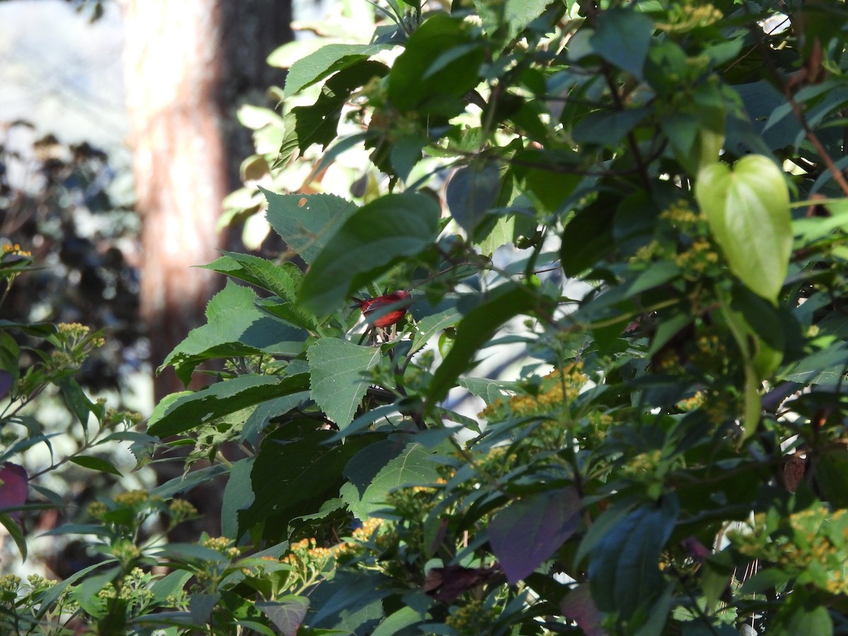 Pink-headed Warbler - Bosco Greenhead
