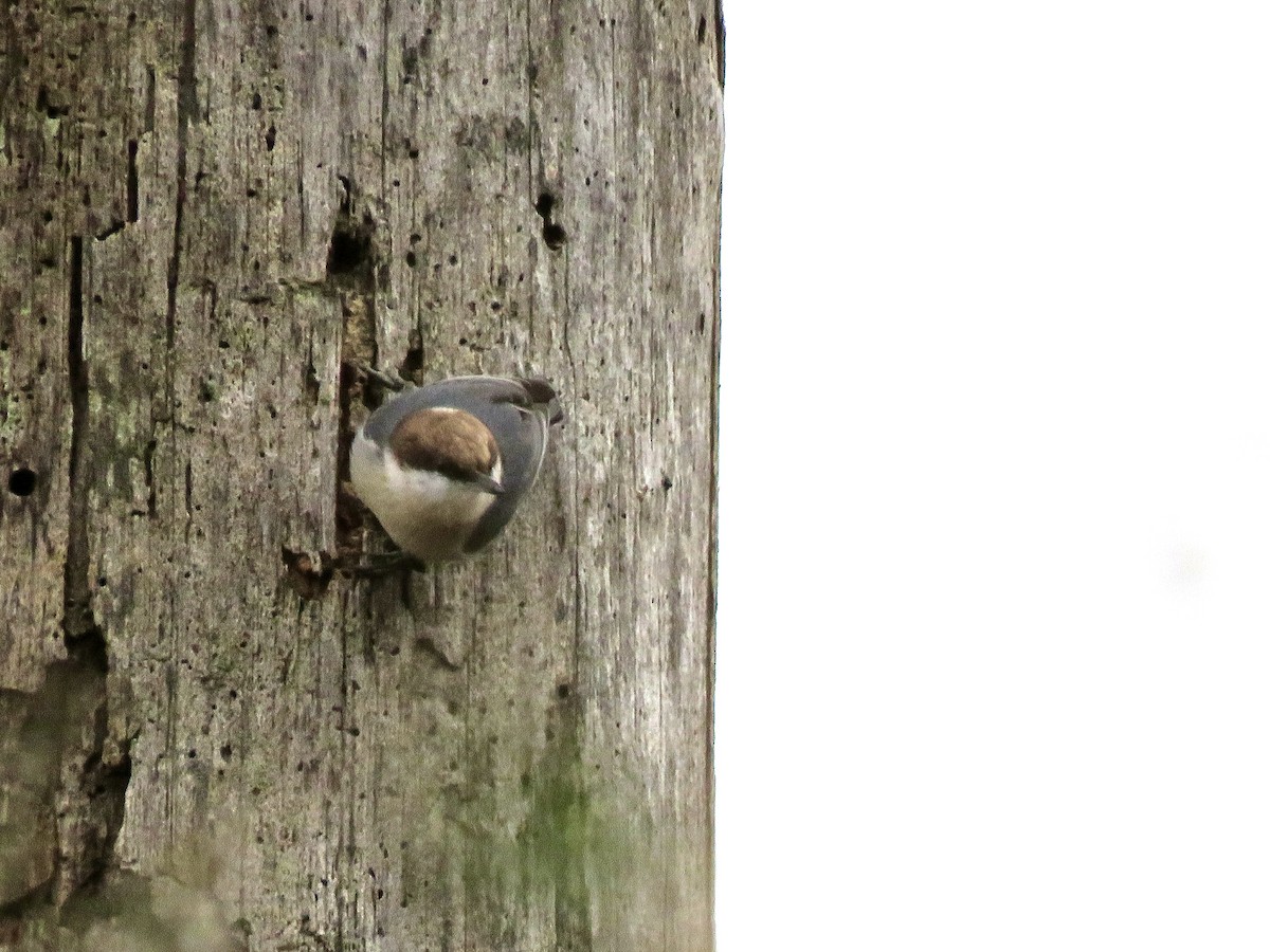 Brown-headed Nuthatch - ML613041875