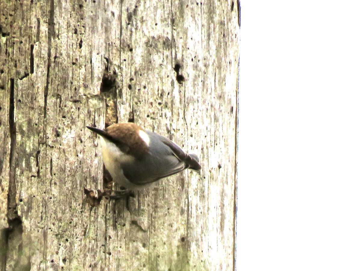 Brown-headed Nuthatch - George Poscover