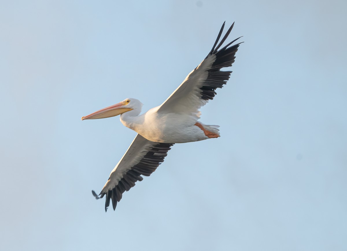 American White Pelican - ML613042031